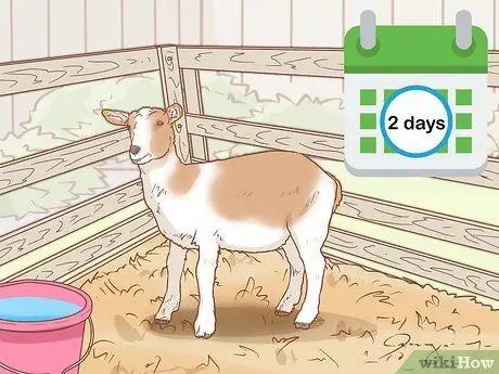 Облить козу Шаг 10