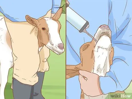 Облить козу Шаг 13