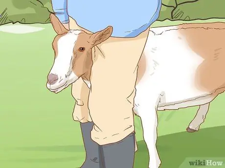 Облить козу Шаг 5