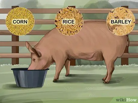 Покормить свиней, шаг 2