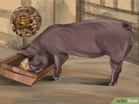 Покормить свиней, шаг 4