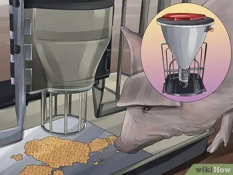 Покормить свиней Шаг 7