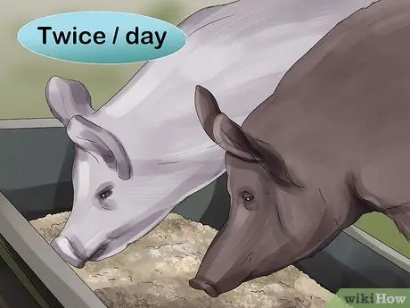 Покормить свиней Шаг 9