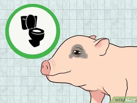 Приучите свинью к дому Шаг 10