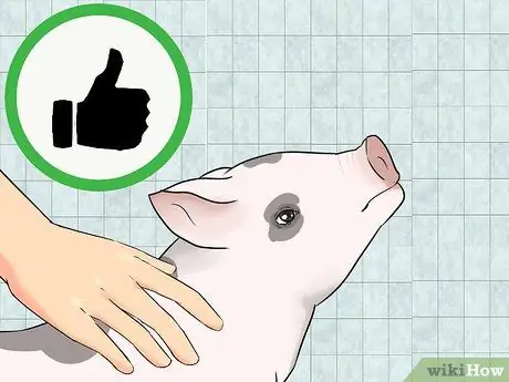 Приучите свинью к дому Шаг 11