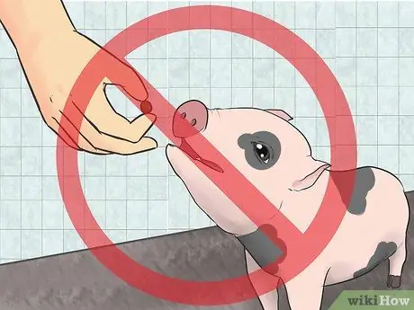 Приучите свинью к дому Шаг 13