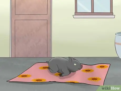 Приучите свинью к дому Шаг 6