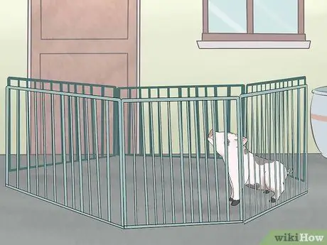 Приучите свинью к дому Шаг 7