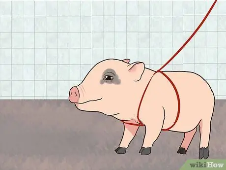 Приучите свинью к дому Шаг 8