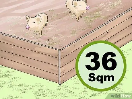 Уход за домашней свиньей Шаг 13