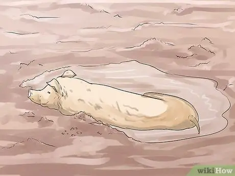 Уход за домашней свиньей Шаг 14