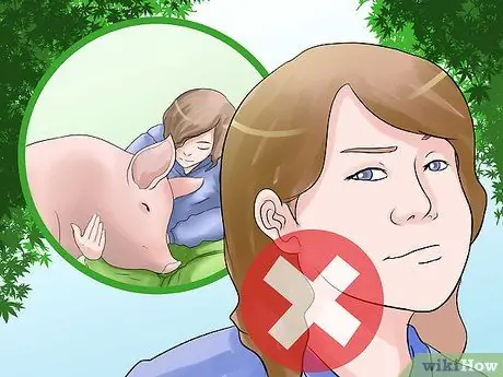 Уход за домашней свиньей Шаг 7