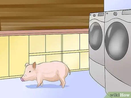 Уход за домашней свиньей Шаг 9