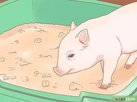 Приручить свинью Шаг 10