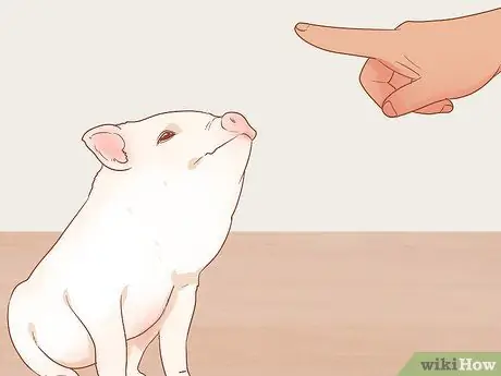 Приручить свинью Шаг 11