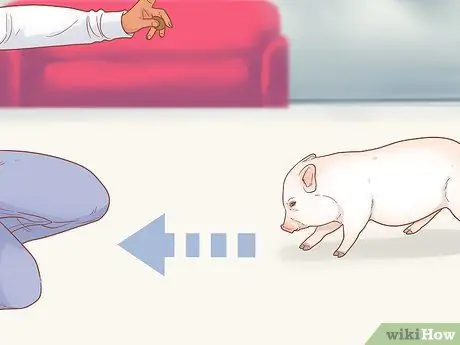 Приручить свинью Шаг 12