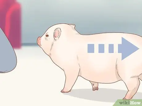 Приручить свинью Шаг 13