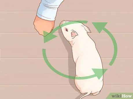 Приручить свинью Шаг 15