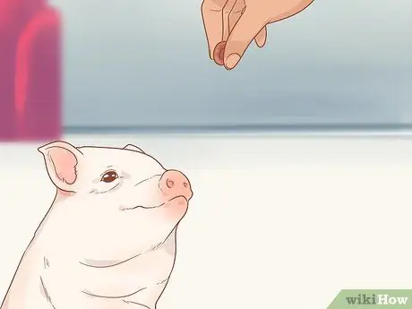 Приручить свинью Шаг 16