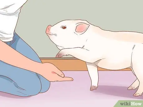 Приручить свинью Шаг 17