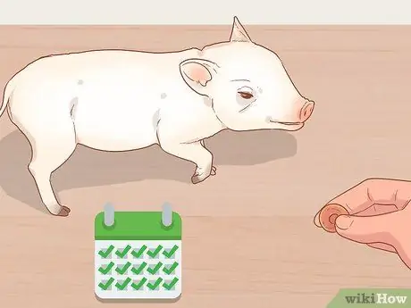 Приручить свинью Шаг 2