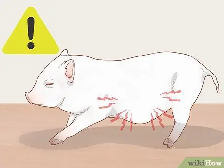 Приручить свинью Шаг 4