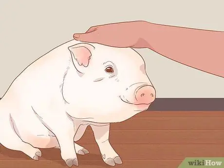 Приручить свинью Шаг 6