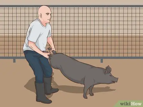 Свинья Свинья Шаг 4