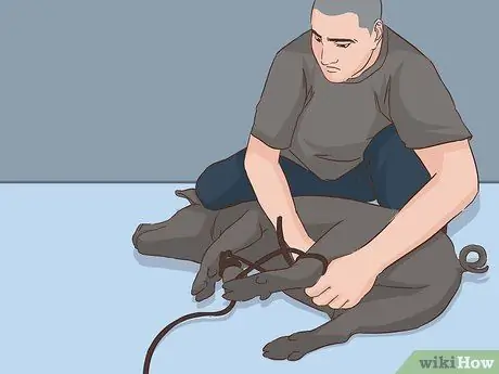 Свинья Свинья Шаг 9