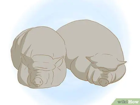 Разведение пузатых свиней, шаг 1