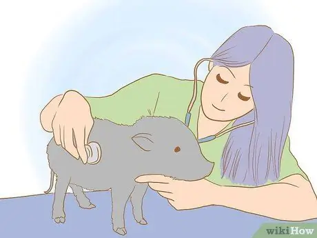 Разведение пузатых свиней, шаг 11