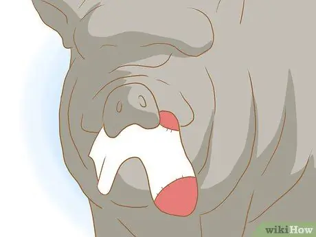 Разведение пузатых свиней, шаг 2