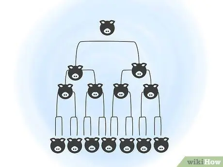 Разведение пузатых свиней, шаг 5