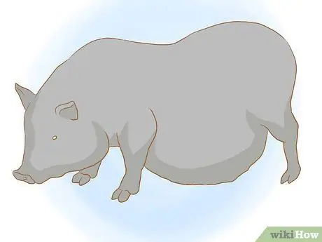 Разведение пузатых свиней, шаг 6