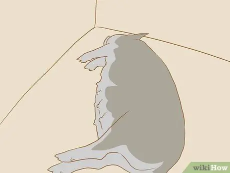 Разведение пузатых свиней, шаг 7