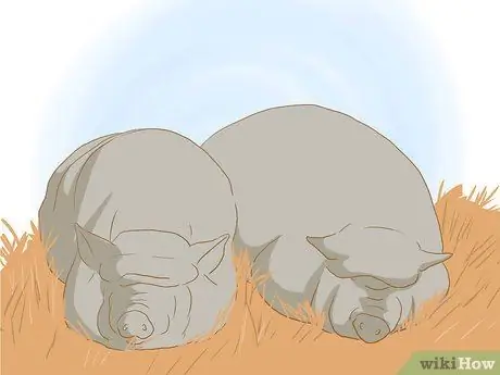 Разведение пузатых свиней, шаг 8