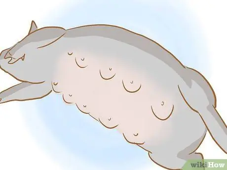 Разведение пузатых свиней, шаг 9