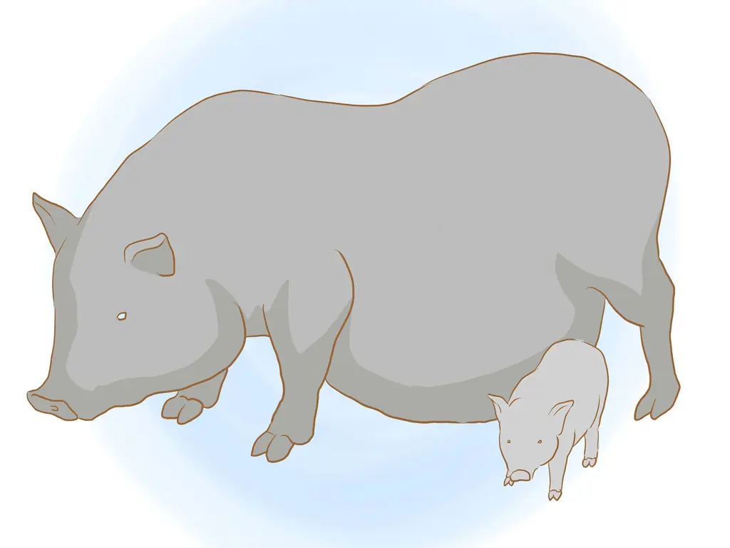 Как разводить пузатых свиней: 12 шагов (с иллюстрациями)