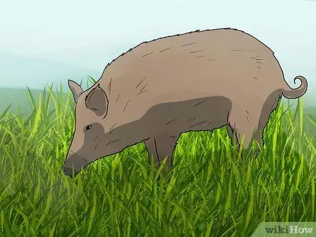 Call the Hogs Шаг 6