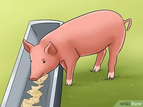 Покажи своих свиней, шаг 4