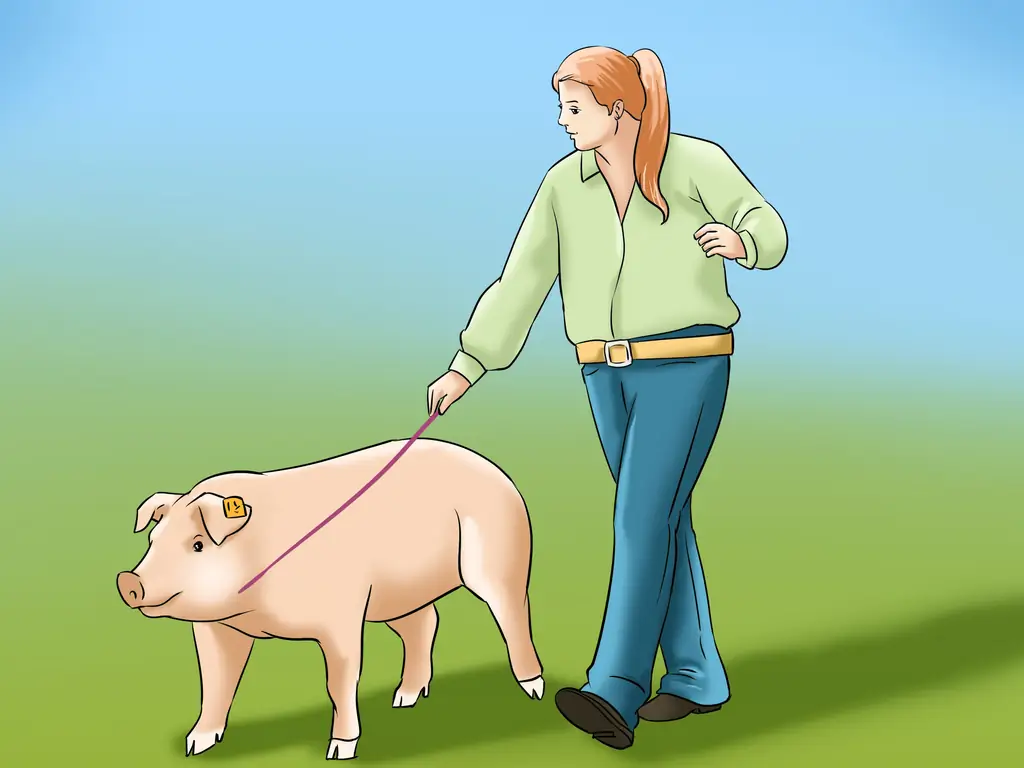 Как показать своих свиней: 12 шагов (с картинками)