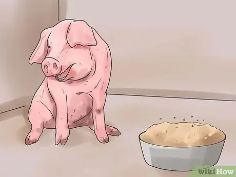 Уход за свиньей с пневмонией Шаг 1