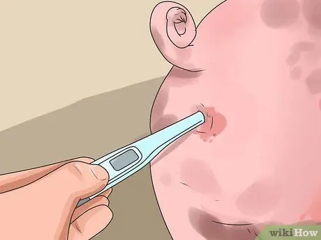 Уход за свиньей, больной пневмонией, шаг 2