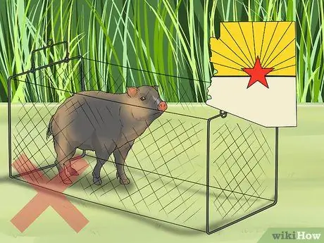 Уход за джавелиной Шаг 10