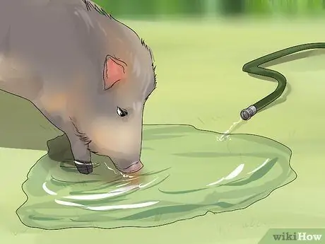 Уход за джавелиной Шаг 11