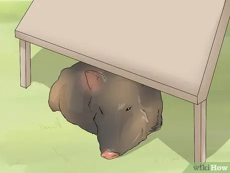 Уход за джавелиной Шаг 13