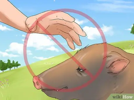 Уход за джавелиной Шаг 15