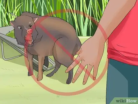 Уход за джавелиной Шаг 16