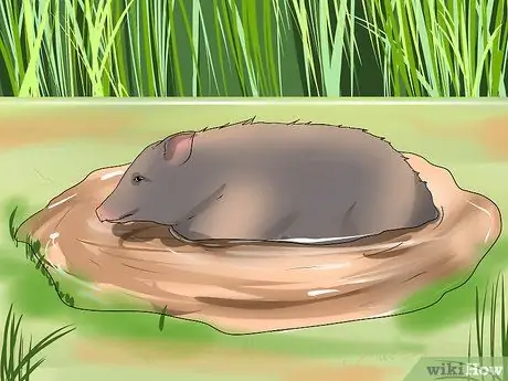 Уход за джавелиной Шаг 2