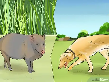 Уход за джавелиной Шаг 5